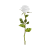 31 Roza Biala Icon